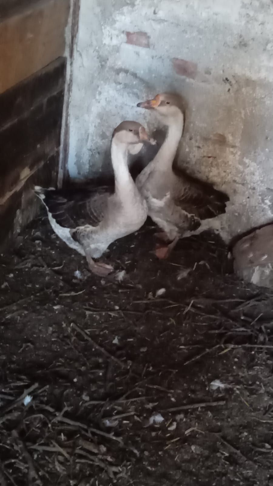 Păsări bio și de ouă urgent