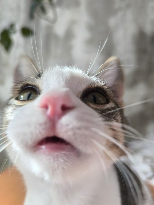 Котик Батон ищет хозяев и теплый дом