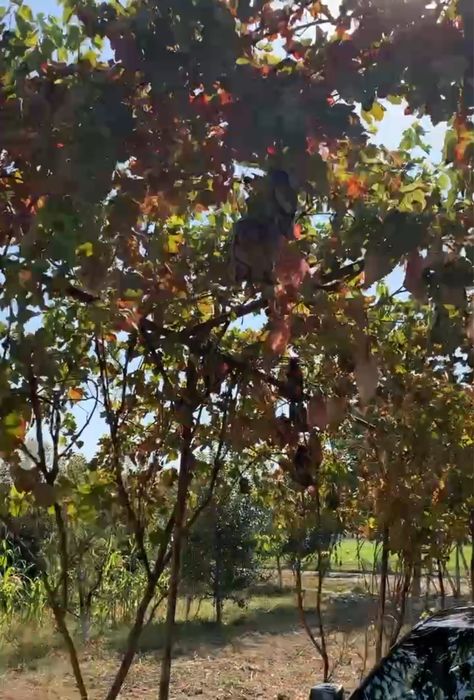 Шийпон Ширмон булок , канал тепаси, чегара томонда