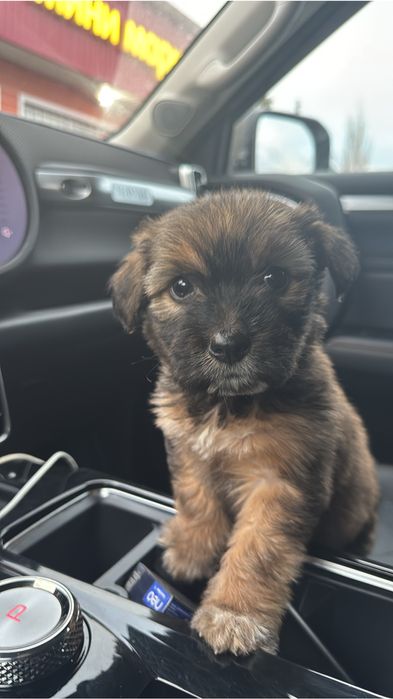 Щенки девочки ищут дом