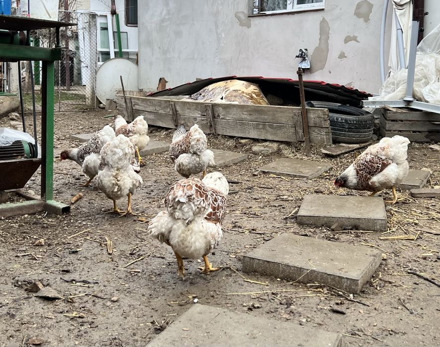 Familie Wyandotte rosu albastru auriu, GSG splash si argintiu 3+1