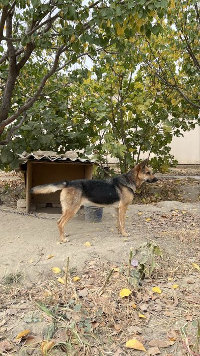 Продается чистокровная немецкая овчарка