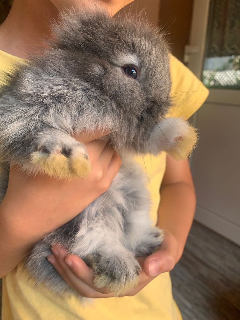 Iepuri cap de leu,angora