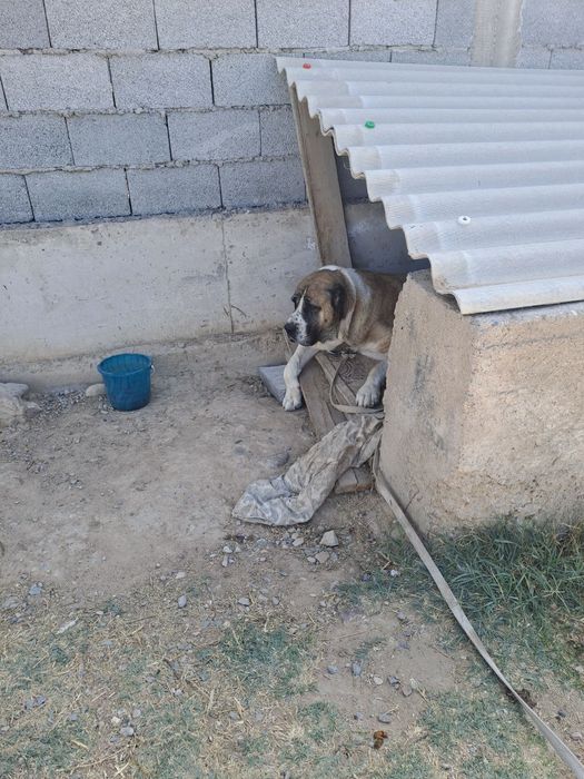 Собаки  еркек Мальчик