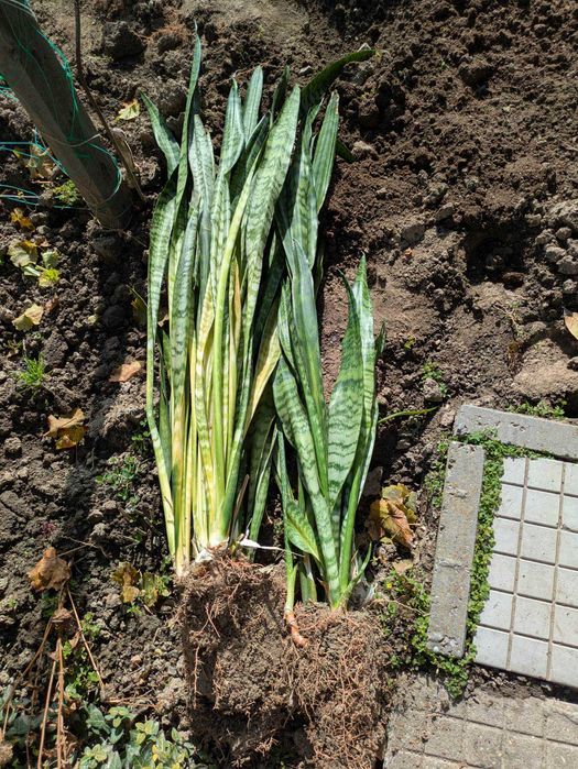 цвете Сансевиера / Меч