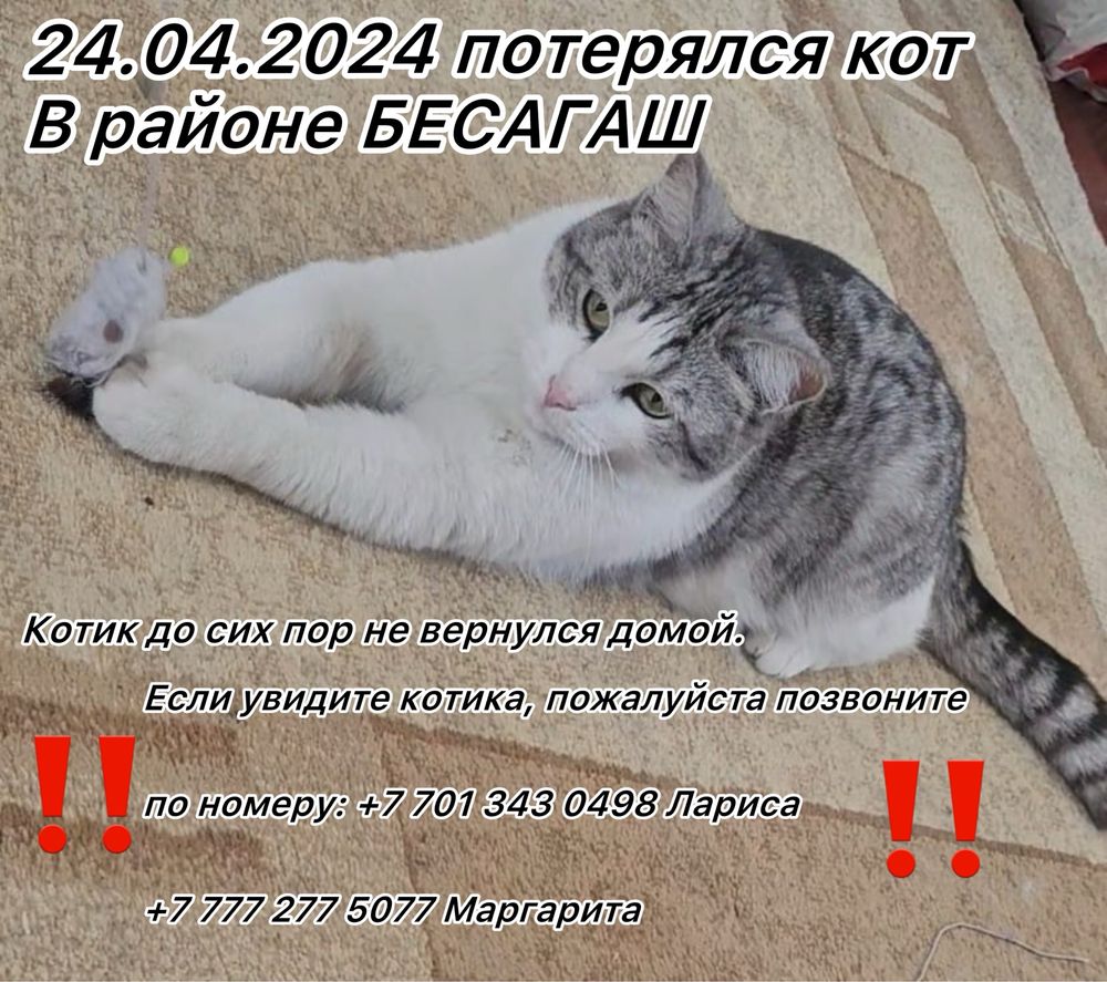 Потерялся кот в Районе БЕСАГАШ