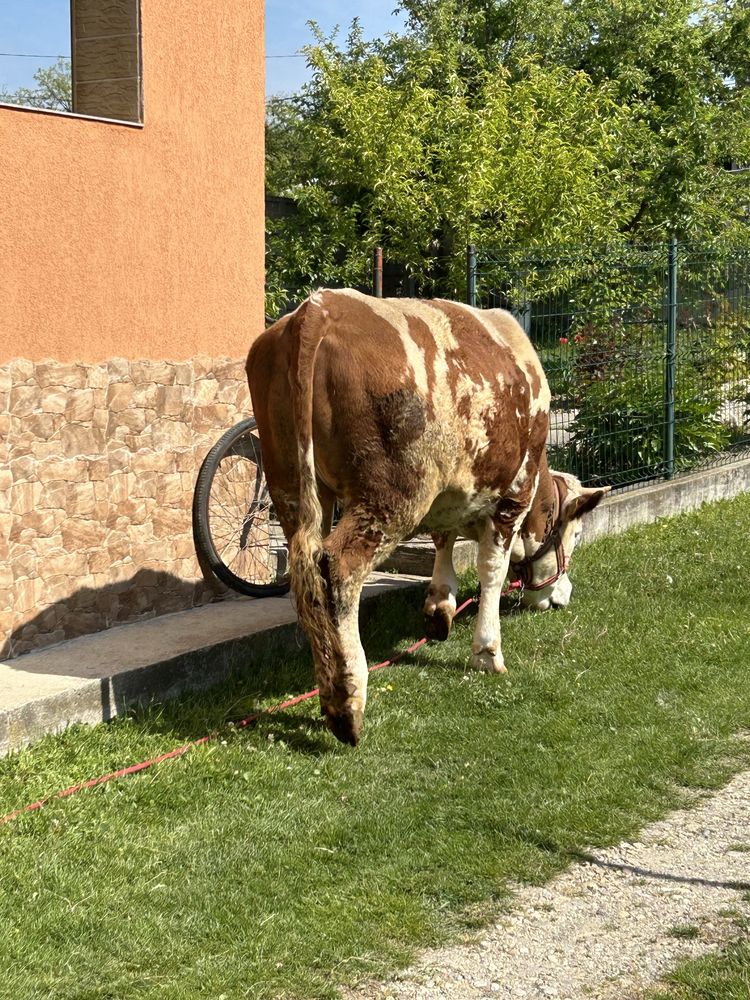 Vand Vițica baltata romaneasca