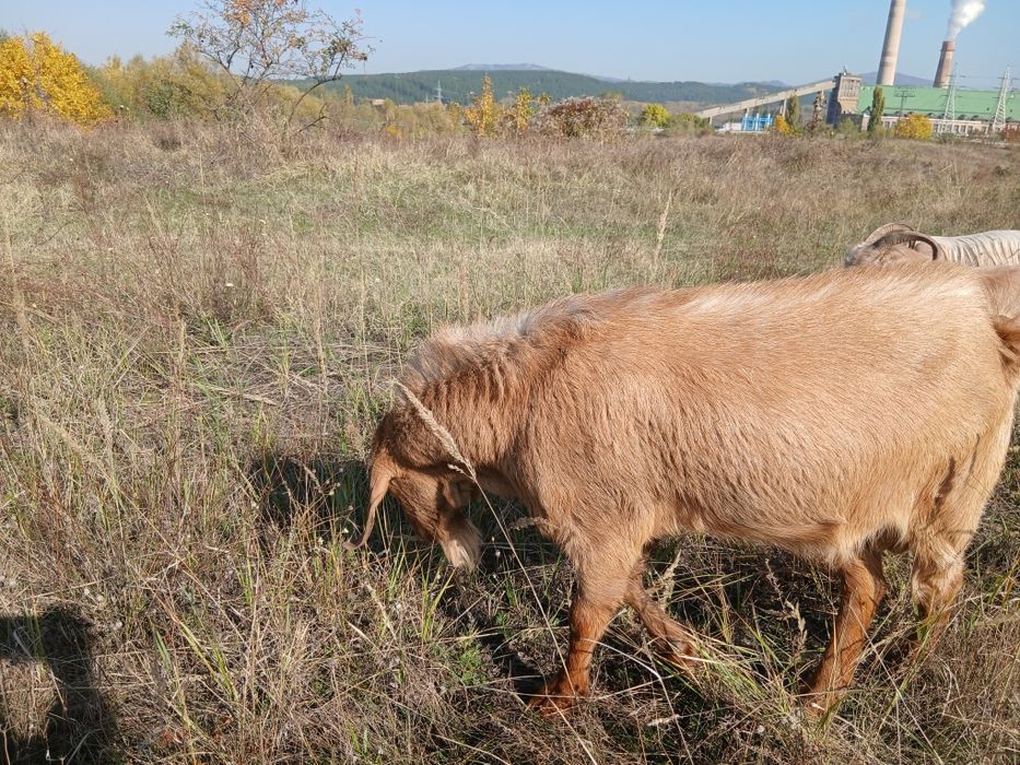 Пръч козел много активен.