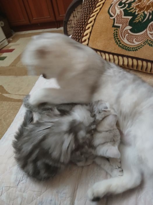 Котята скотишфолд