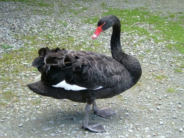 Vând lebede negre