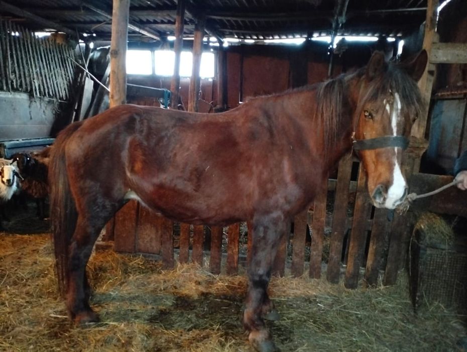 Продается кобыла