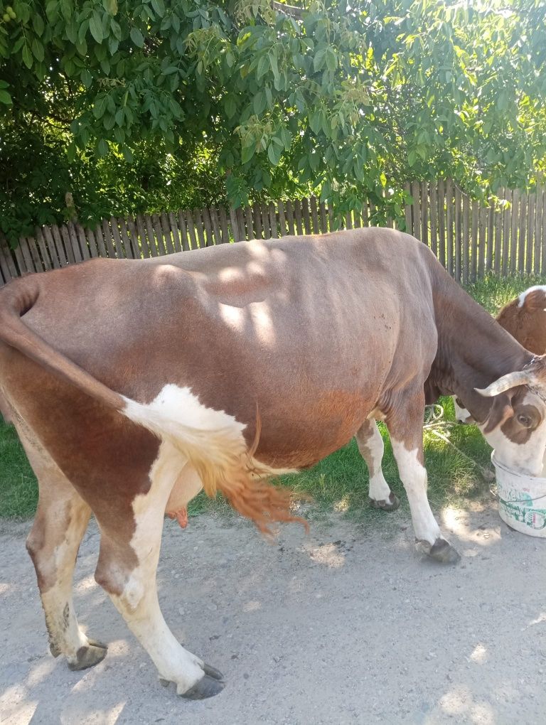 Vând vacă cu vițel lângă ia tânără bună de lapte