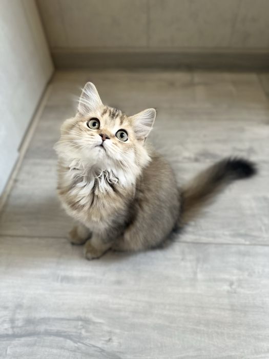 Котенок шиншилла девочка, срочно