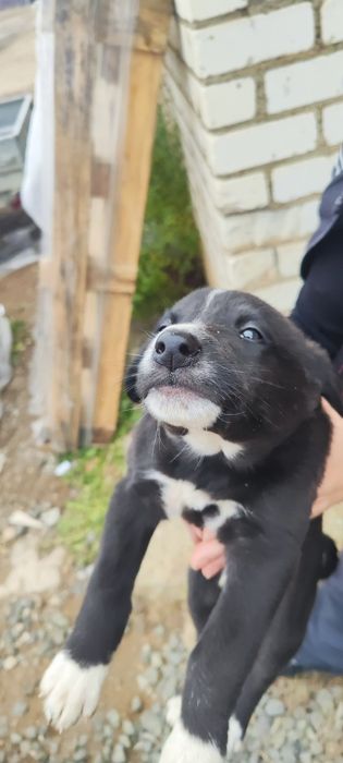 В добрые руки, пристраиваются красивые щенки.