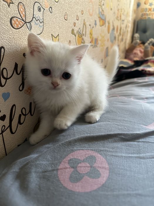 Белый котенок скотиш страйт