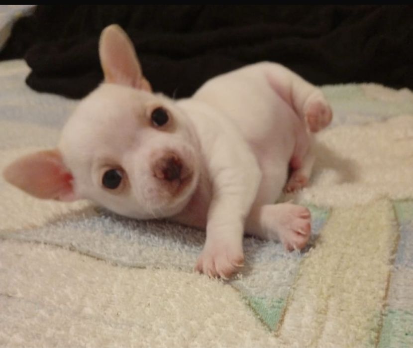 Продам шенков мини чихуахуа