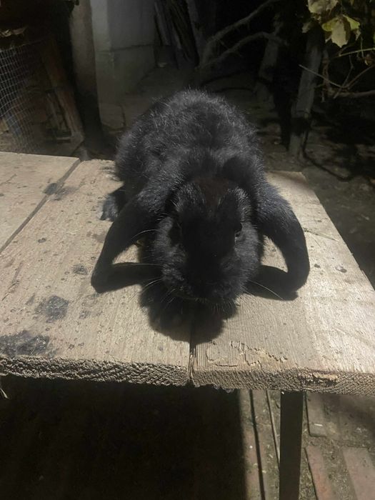 Tineret berbec german