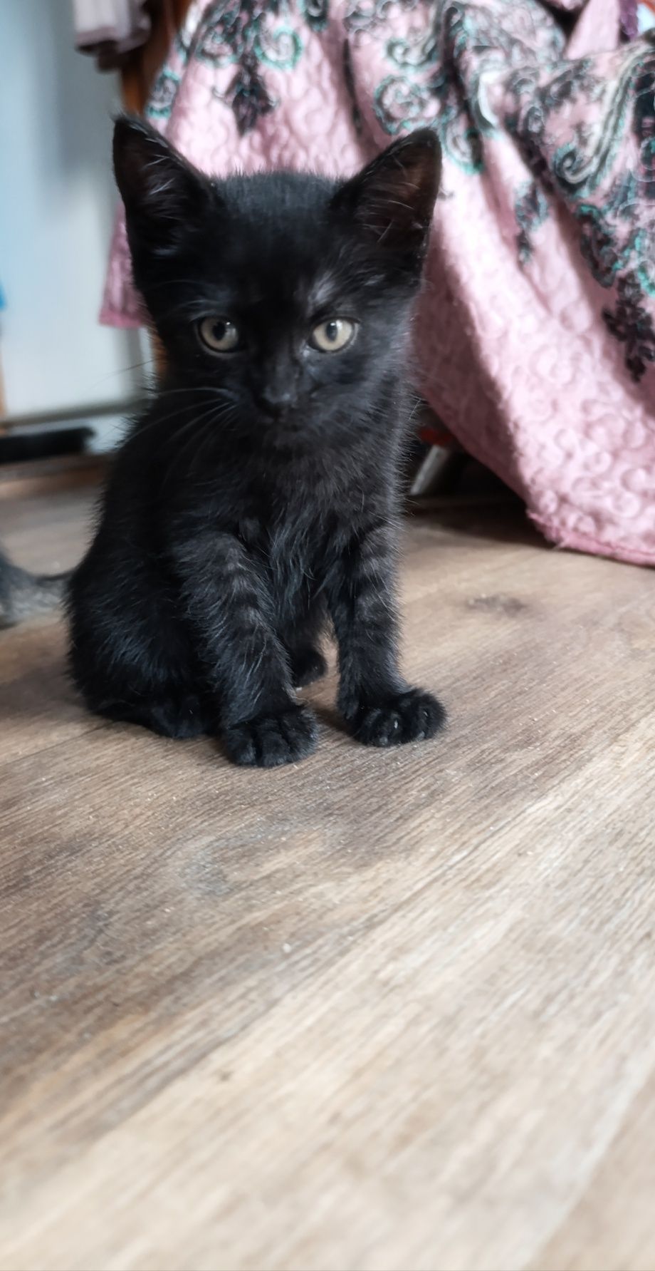 Котята.1.5 месяца