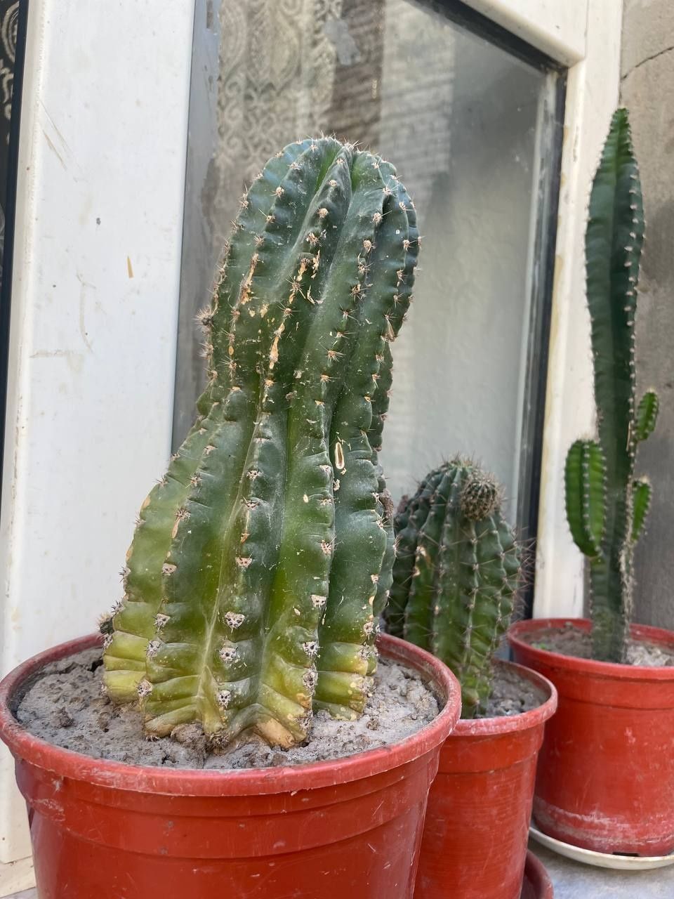 Xonaki gullar sotiladi