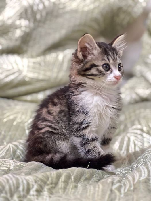 Котёнок , очень ласковая кошечка, Шейла