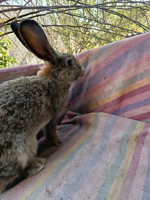 Фландр самест сотилади
