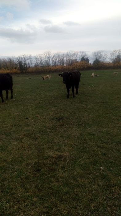 Vând vaci rasa bruna și metis