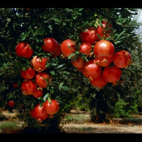 Pomi Fructiferi  exotici  soiuri de Rodiu