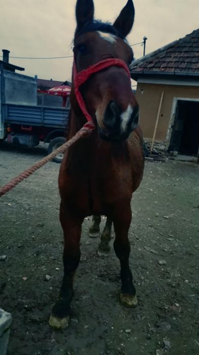 Vând mânz un an jumate