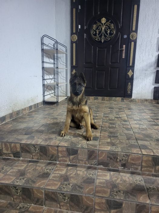 Продам!! Овчарка 4 месяца девочка, ласковая ест все,цена окончательна