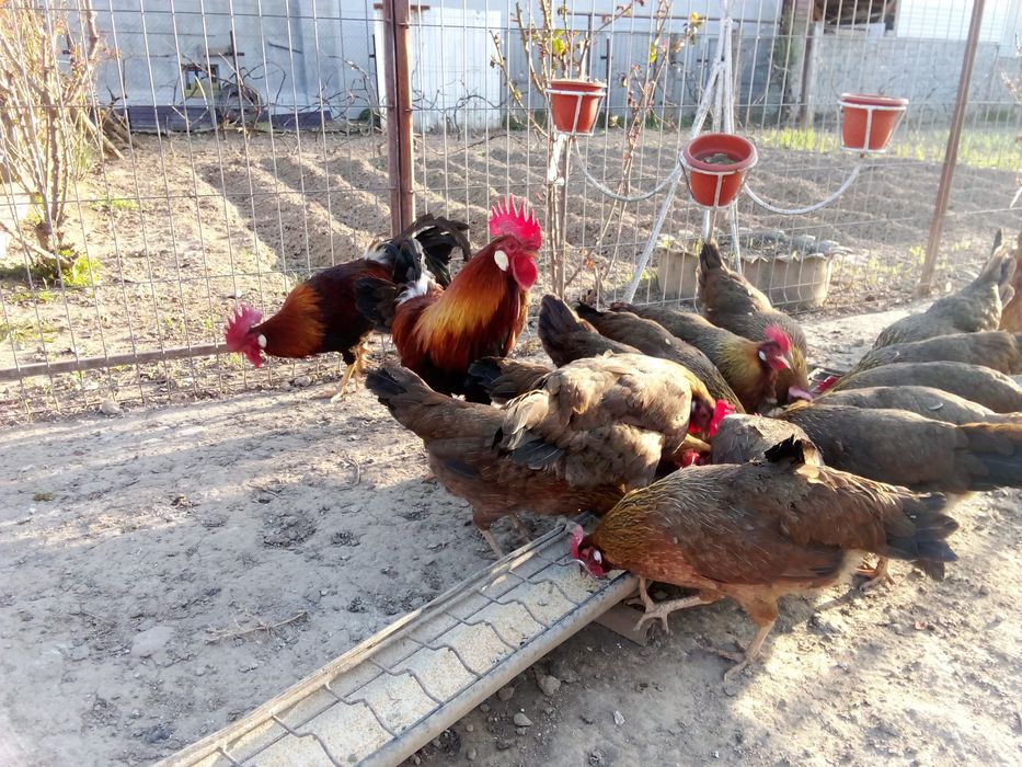 Pui,găini familie italiana potârnichie