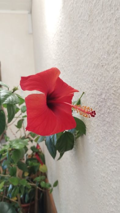 Ficus , Dracena ,, Crinul păcii, Trandafir japonez
MărT