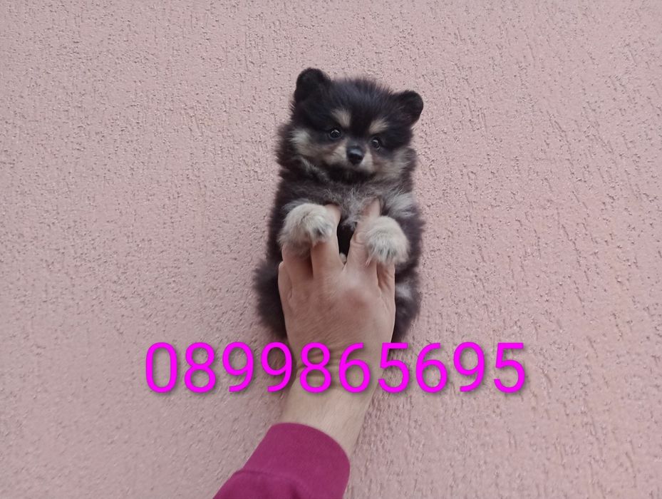 Женско Померанче !