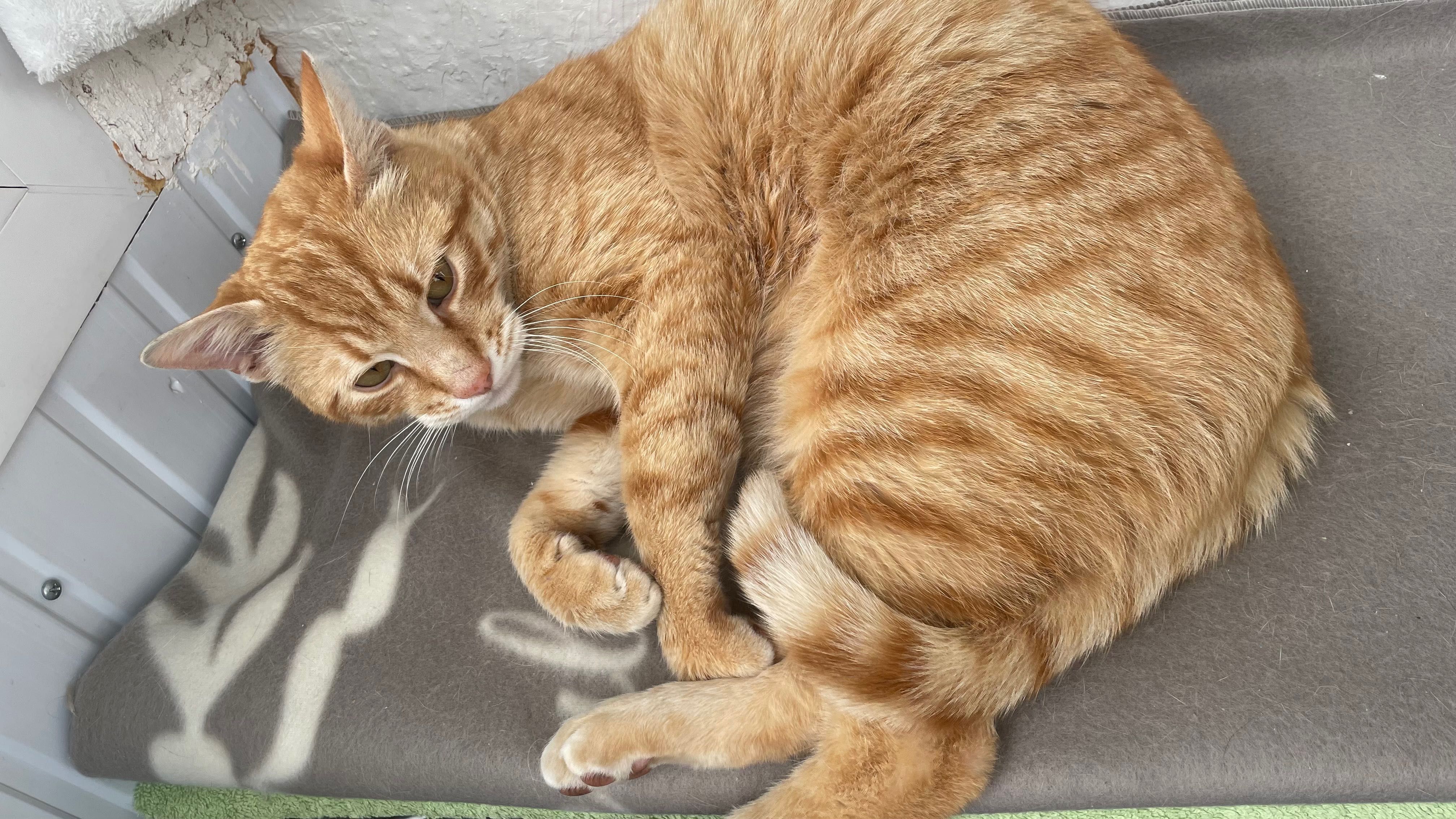 Portobello, motanel castrat pentru adoptie
