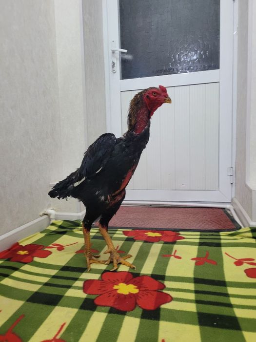 Корея 4.5-5 кг атрофида турловдан чиквои