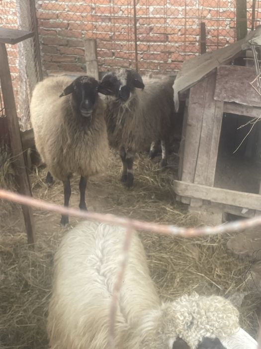 Vand 2 oi si un berbec