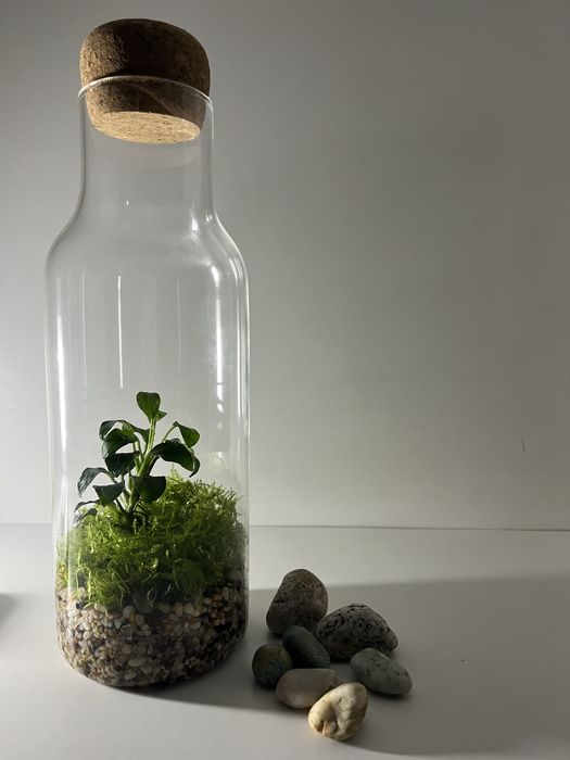 Флорариум (Анубиас)