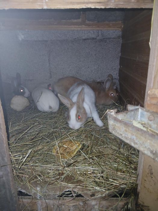 Disponibili 2 iepurași de 2 luni