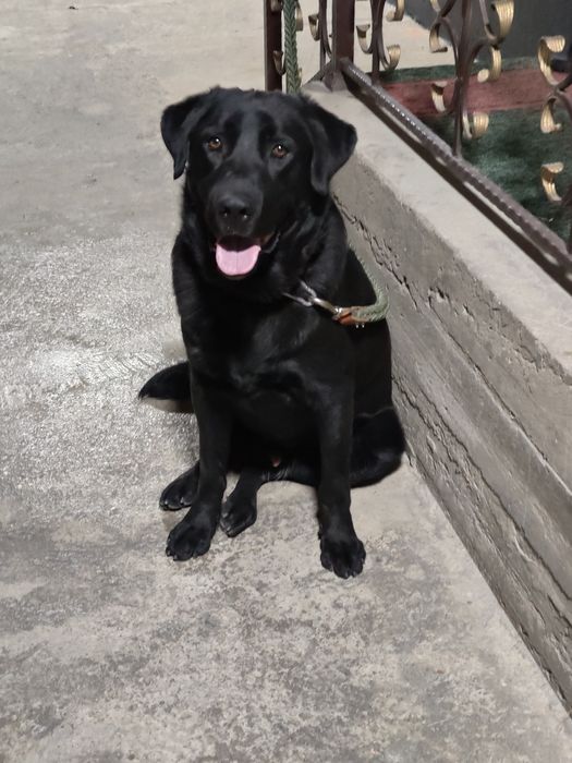 кобеля на вязку лабрадор ретривер