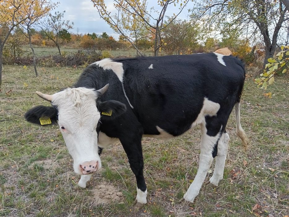 Vând juninca holstein, 13lei kg