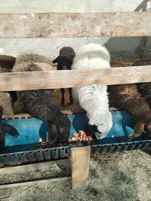 Лвлалалвдвлаалвлвлвлввь