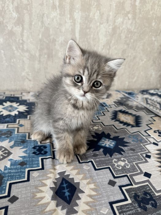 Продаются котята, Смесь персидкой и британской породы