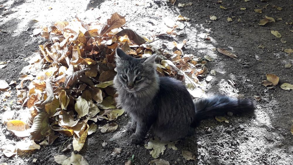 Котята крысыловы