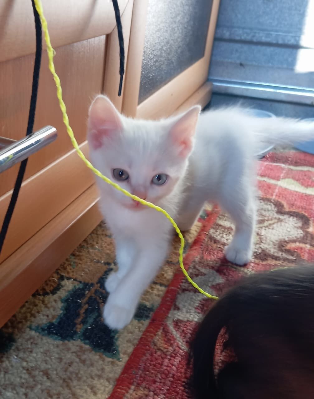 Ищут дом прекрасные котята