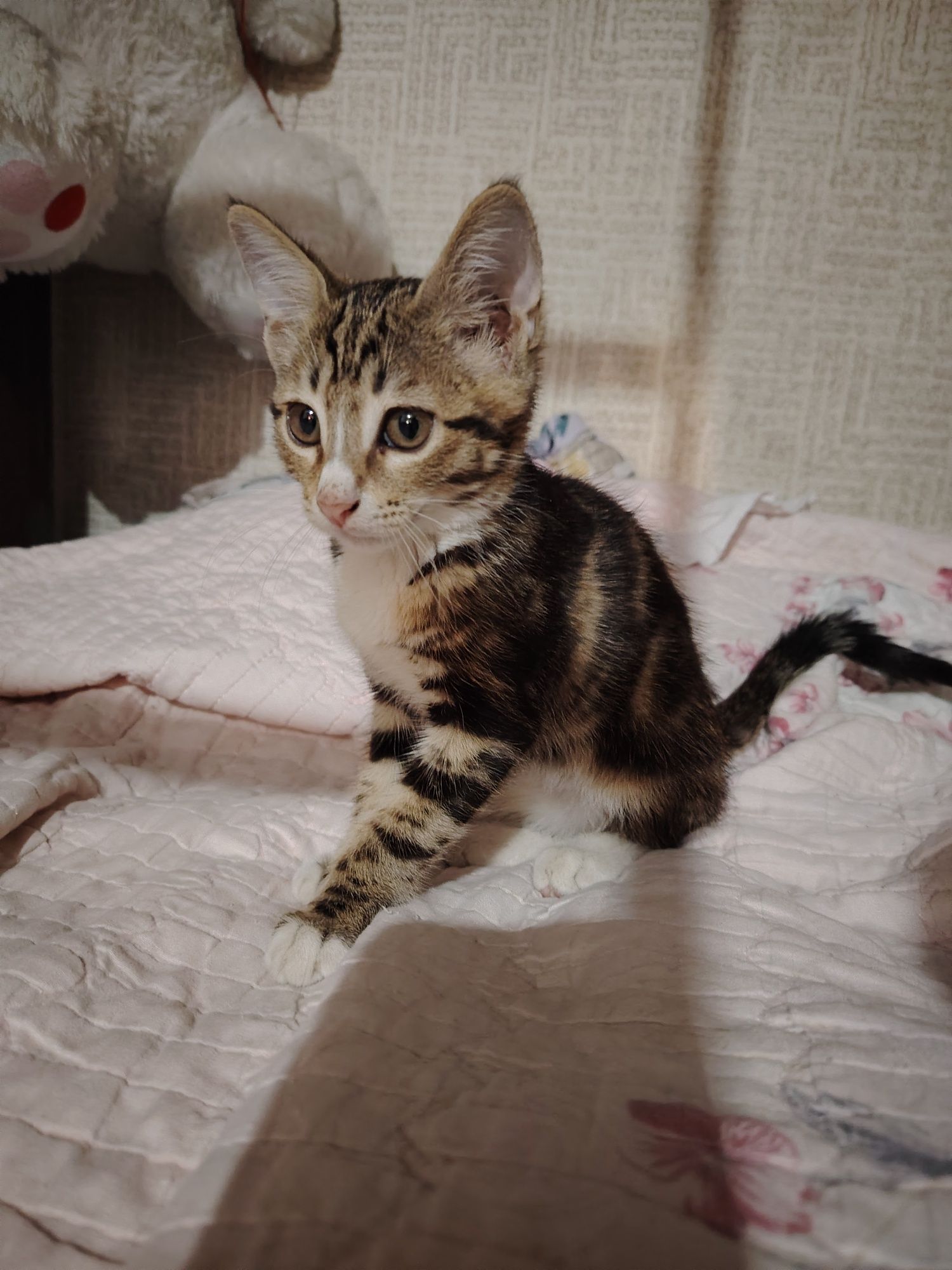 Отдам котёнка мальчик.