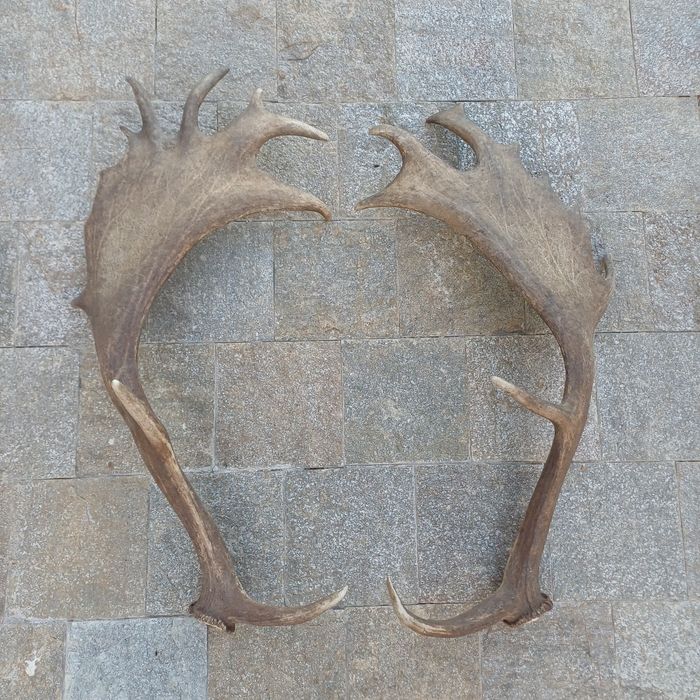 Рога на Елен лопатар