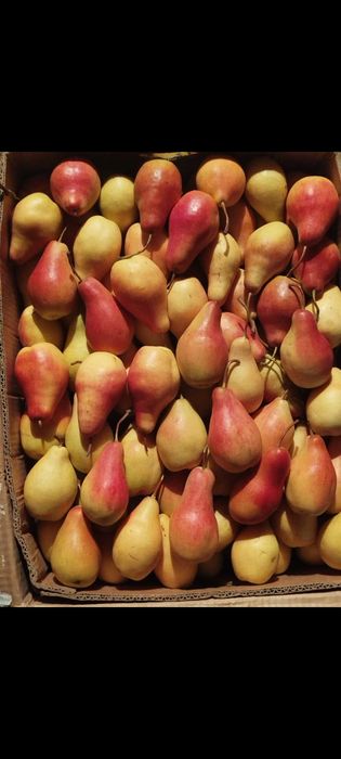 Крупные грушы и яблоки