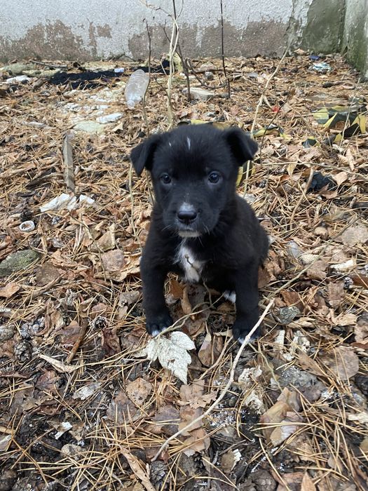 Девочкам нужен дом!