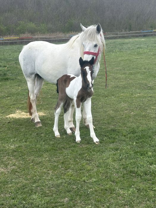 Vand sau schimb 2 iepe gestante