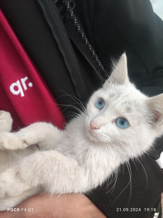 Отдаю котят с голубыми глазами в хорошие руки