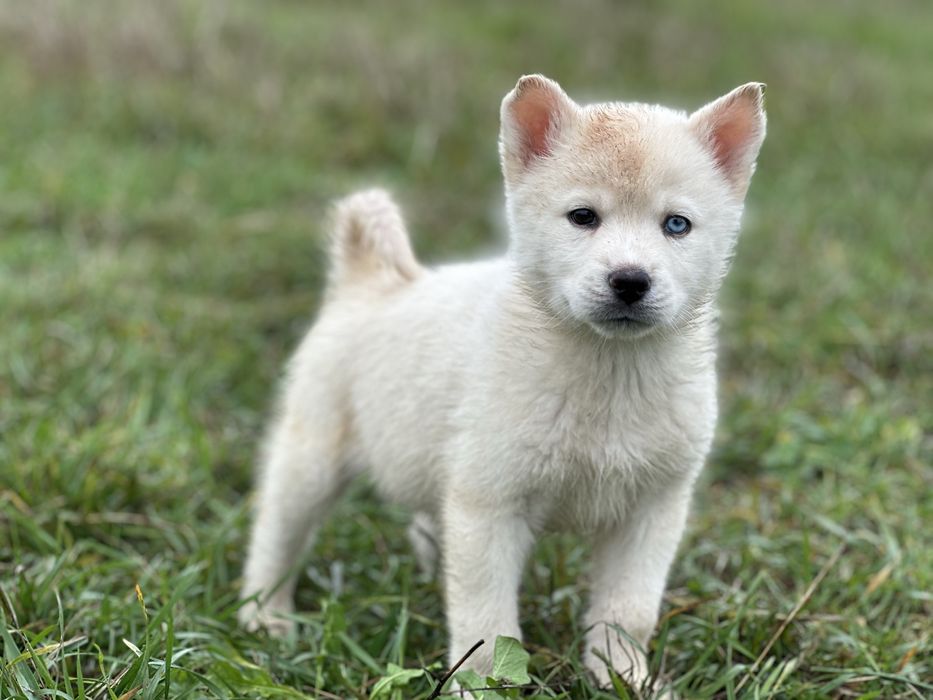 Mascul husky alb imaculat!